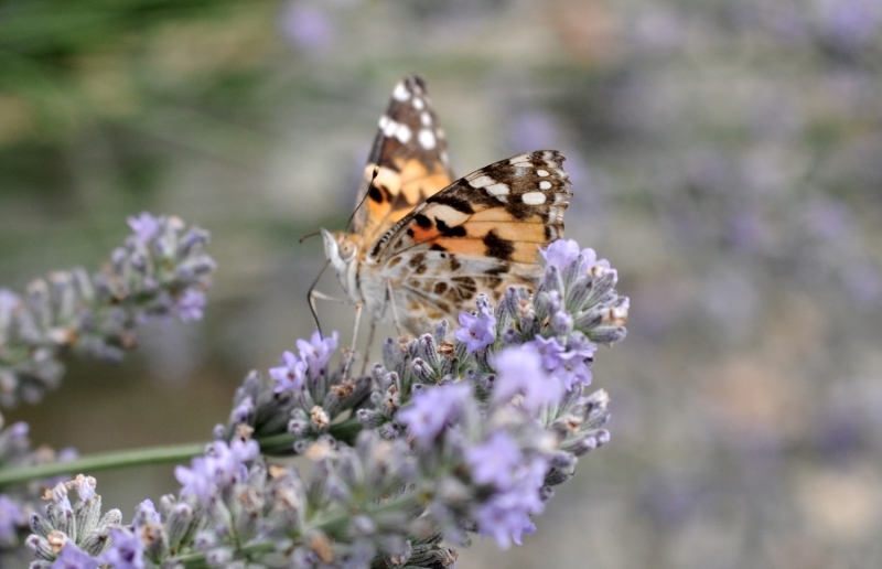 Lepidottero da ID - Vanessa cardui